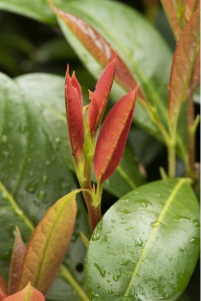 Лавровишня лікарська Он Фаєр